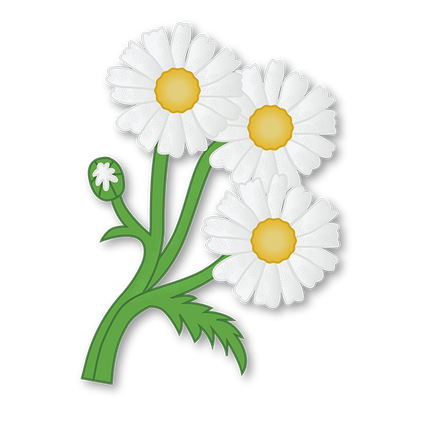 Cut-Out Cards - Daisy - Flower Of Innocence