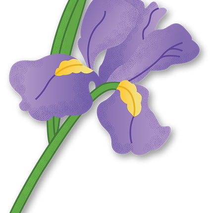 Cut-Out Cards - Iris - Flower Of Wisdom