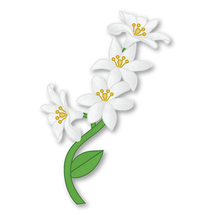 Cut-Out Cards - Jasmine - Flower Of Grace